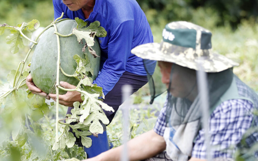IGCP726 GEOfood for sustainable development in UNESCO Global Geoparks